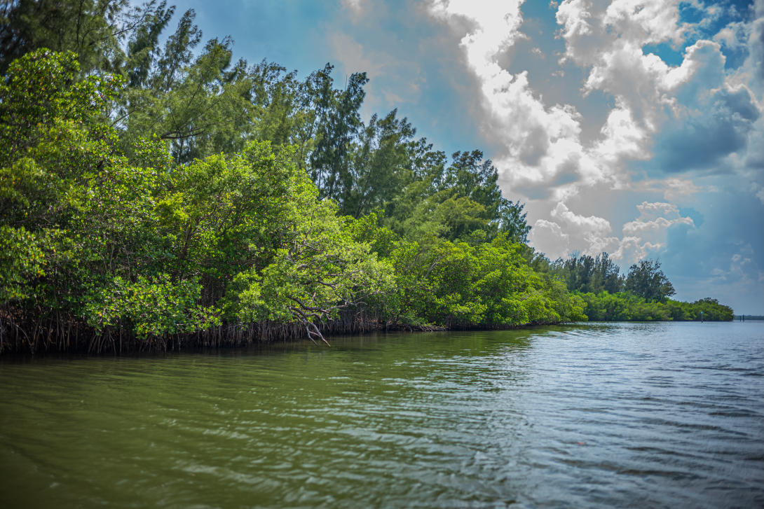 Conservation Efforts