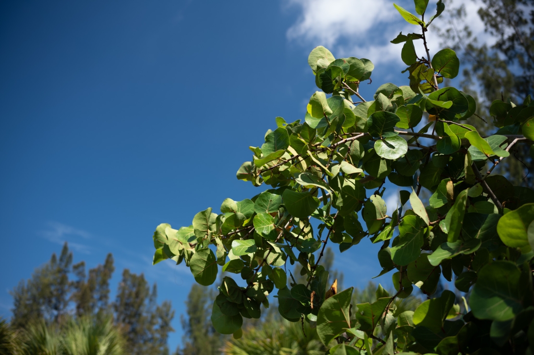 Conservation Efforts