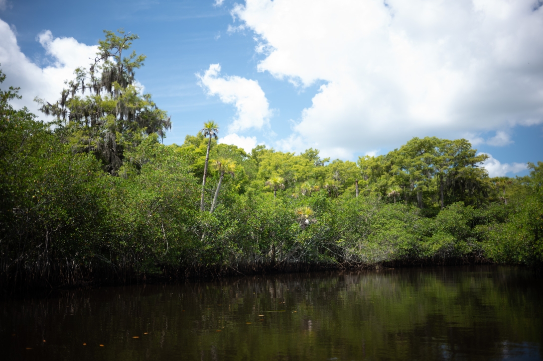 Conservation Efforts