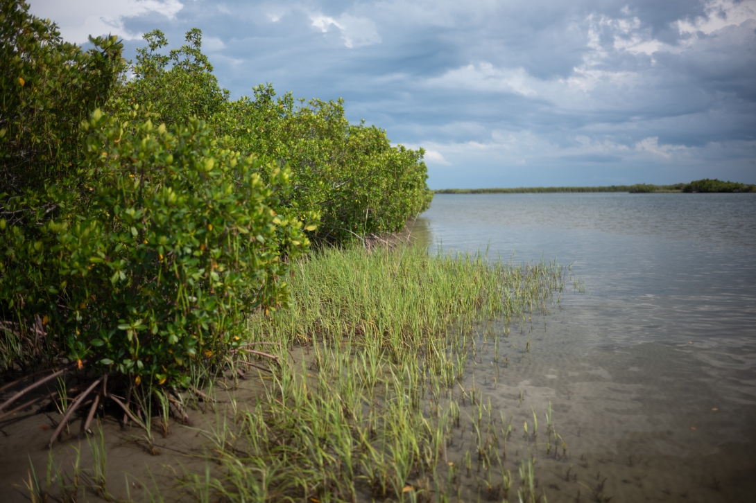 Conservation Efforts