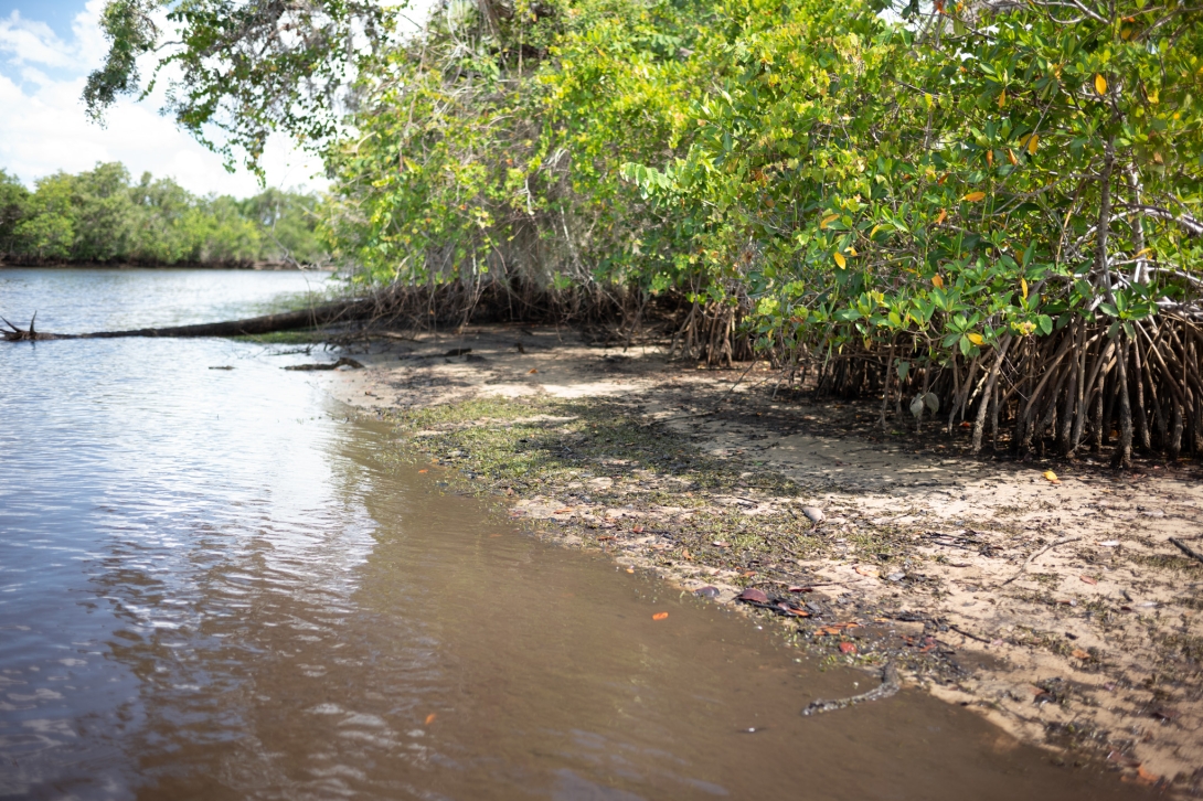 Conservation Efforts
