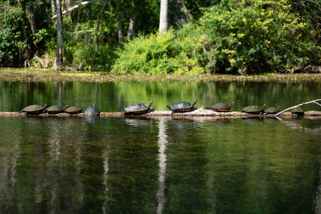 Conservation Efforts