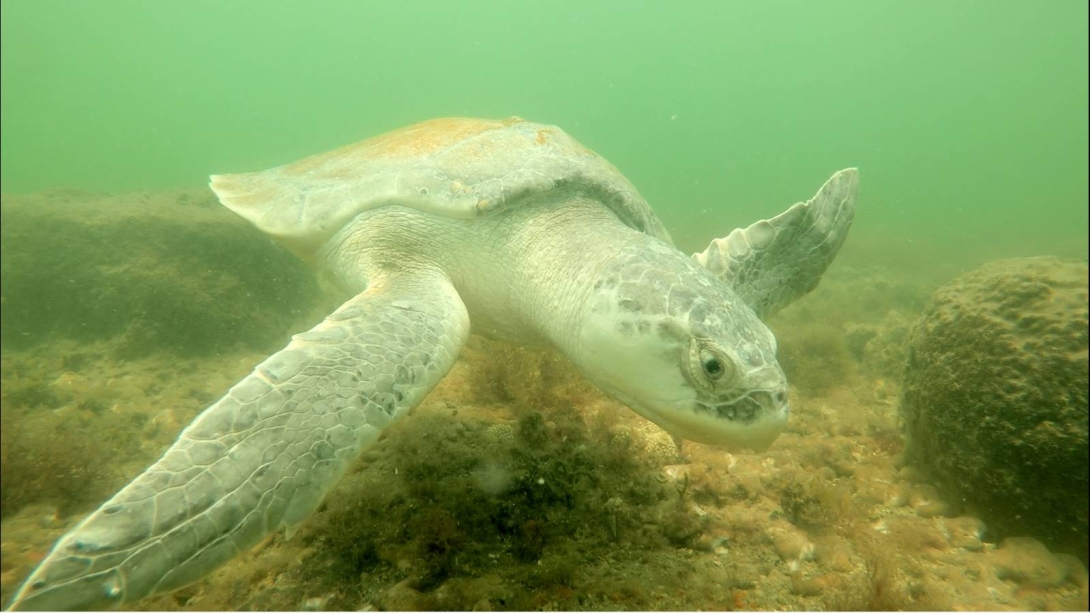 Conservation Efforts