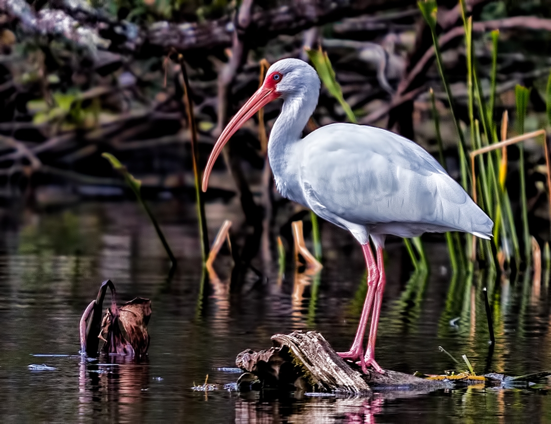 Conservation Efforts